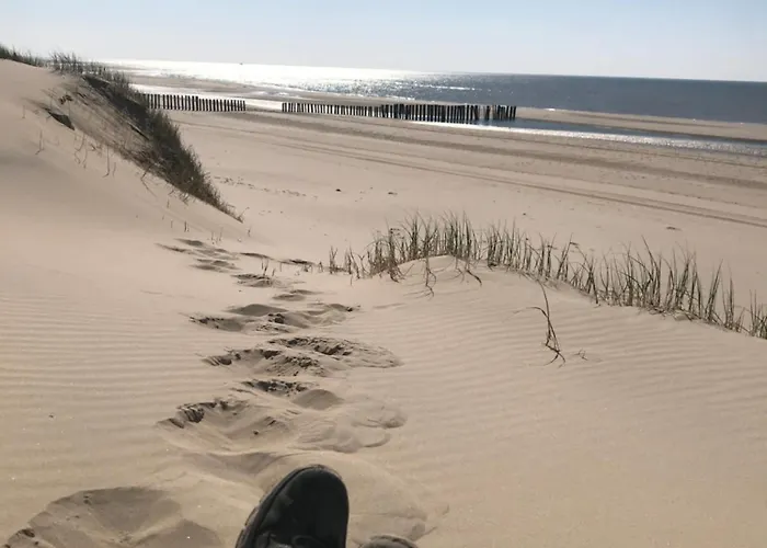 Rosa's Zonnige Bij Duinen Bos En *