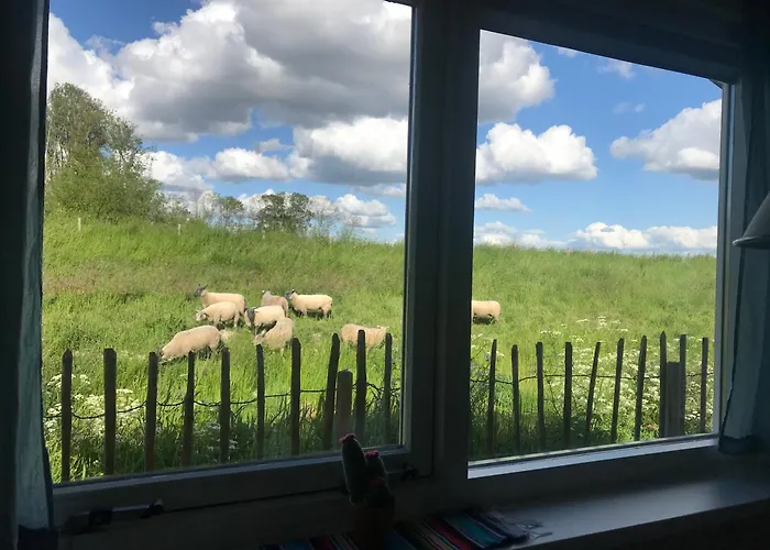 Rosa's Zonnige Bij Duinen Bos En