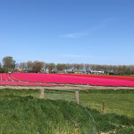 Rosa's Zonnige Bij Duinen Bos En *